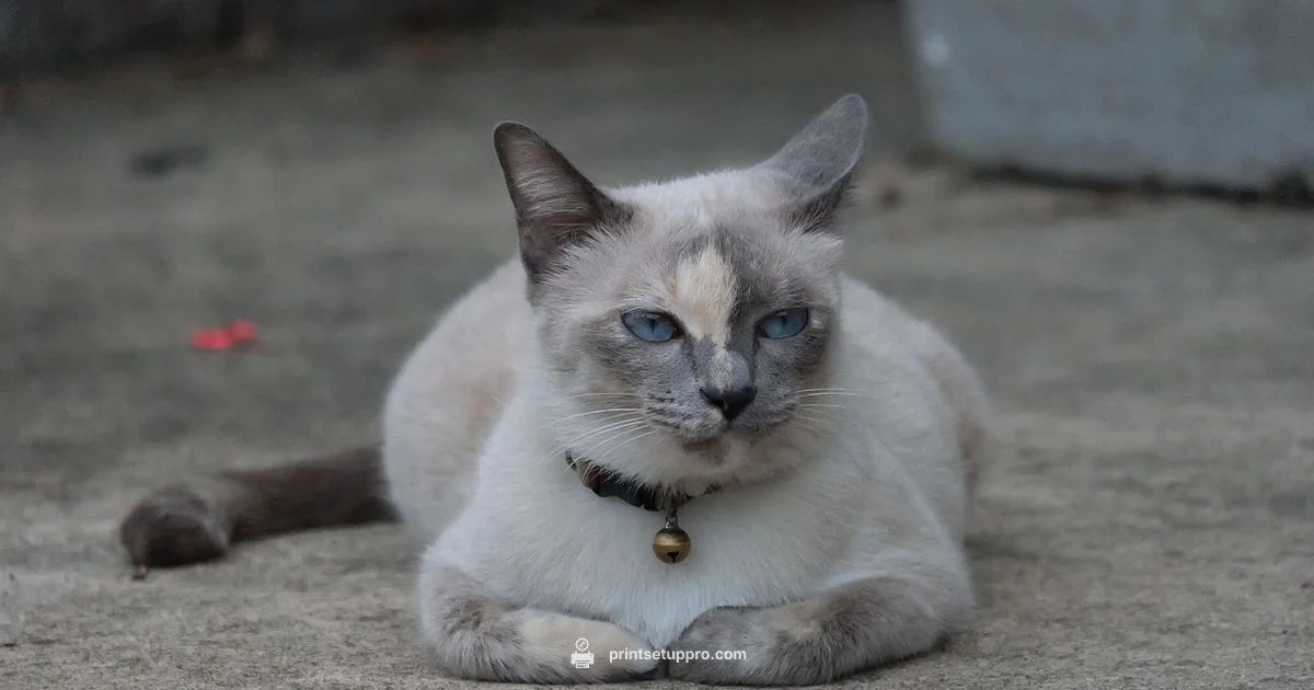 Maker of Brother Printers Maker of Brother Printers - Print Setup Pro