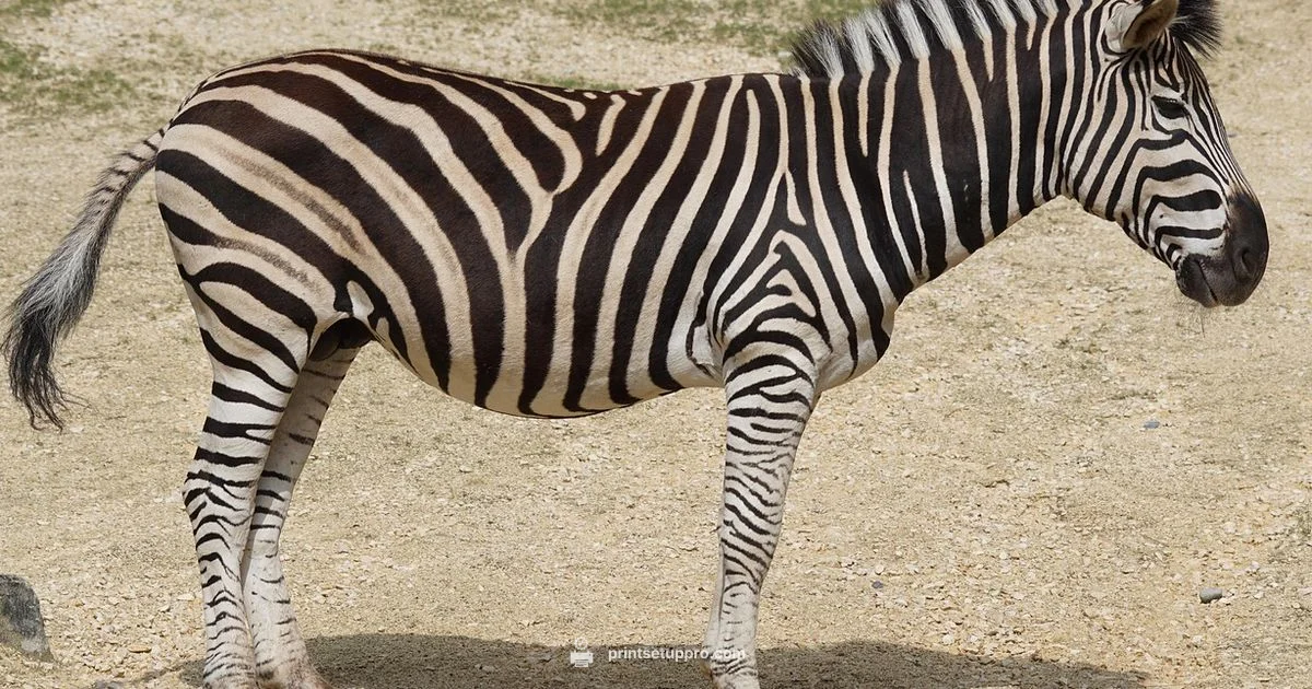 ZD410 Setup Guide - Print Setup Pro