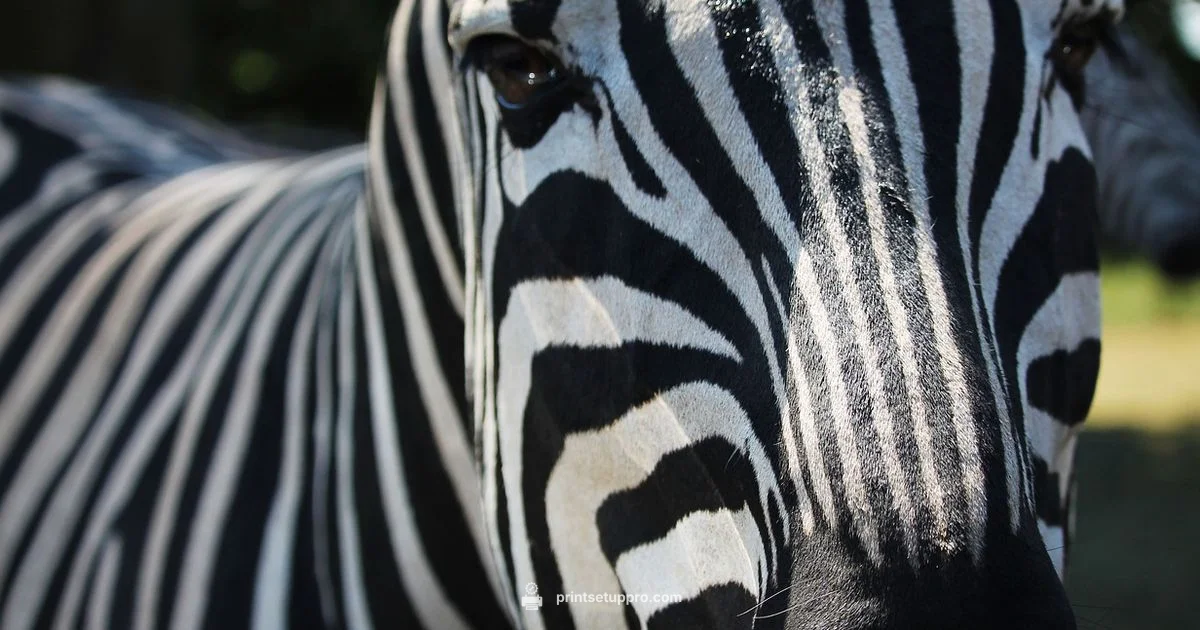 Zebra Printer Setup - Print Setup Pro